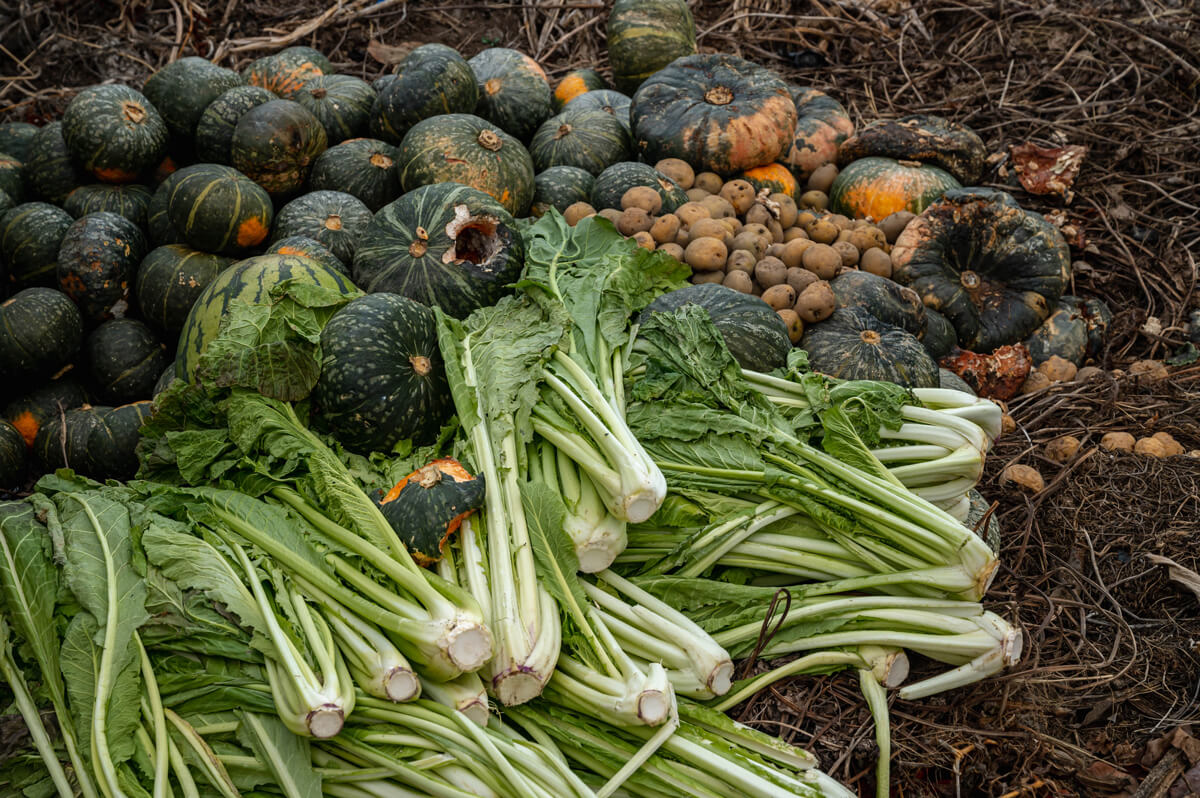 廃棄された野菜の画像